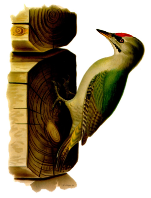 Picus canus 2.jpg © Commons
