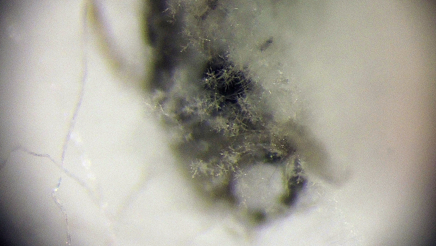 Lecanicillium tenuipes, DMS-10165415 &copy; Thomas Læssøe