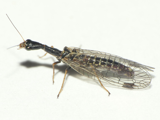 Raphidia ophiopsis Linnaeus, 1758 &copy; Dick Belgers