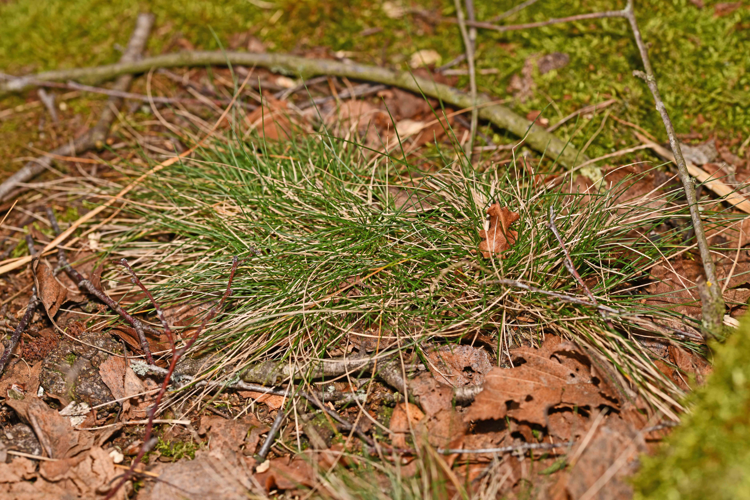 Avenella flexuosa (L.) Drejer, 1838 &copy; Bas van Hulst-Kuiper