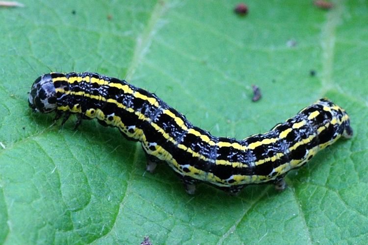 Orthosia miniosa (Denis & Schiffermüller, 1775) &copy; Hans Jonkman