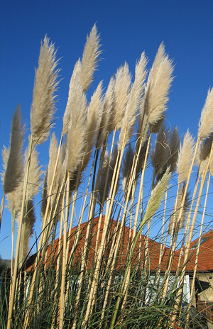 PampasGrass.jpg © Commons