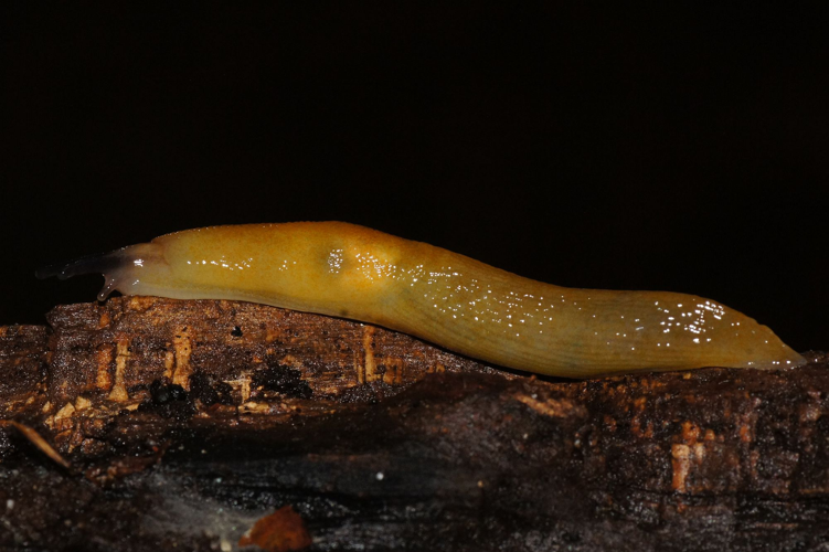 Malacolimax tenellus (O.F. Müller, 1774) &copy; Hans Jonkman