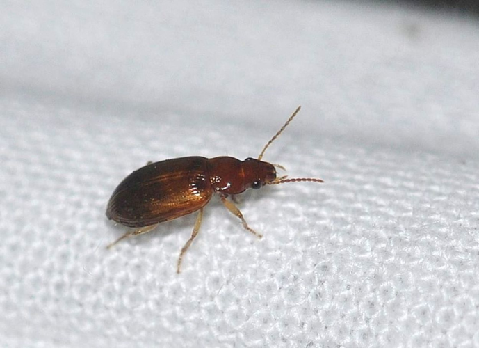 Bradycellus verbasci (Duftschmid, 1812) &copy; Louis Westgeest