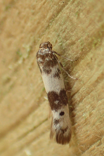 Enolmis acanthella (Godart, 1824) &copy; Baugnée Jean-Yves