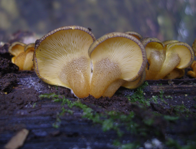 Sarcomyxa serotina (Pers.) P.Karst., 1891 &copy; Tjerk Nawijn