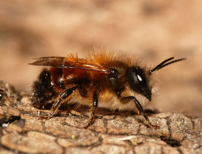 Osmia bicornis (Linnaeus, 1758) &copy; Dick Belgers