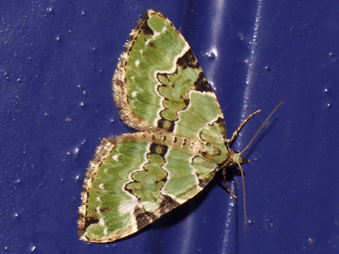 Colostygia pectinataria (Knoch, 1781) &copy; Hans Jonkman