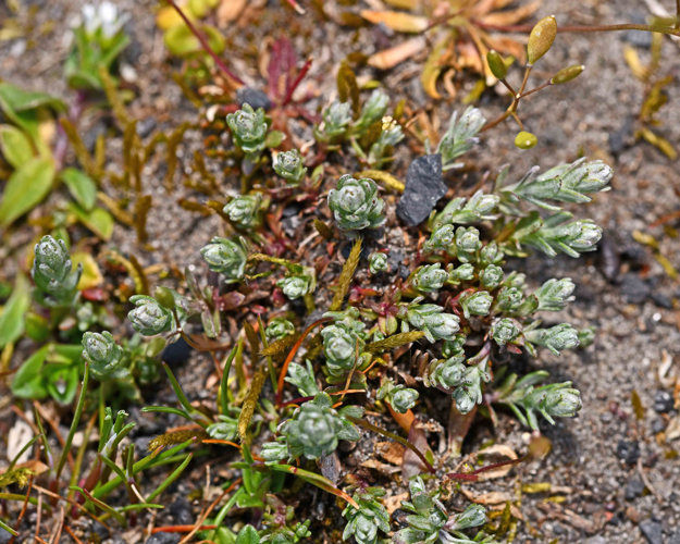 Logfia minima (Sm.) Dumort., 1827 &copy; Bas van Hulst-Kuiper