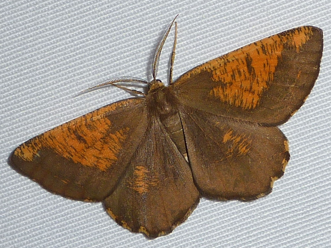 Angerona prunaria (Linnaeus, 1758) &copy; Hans Jonkman