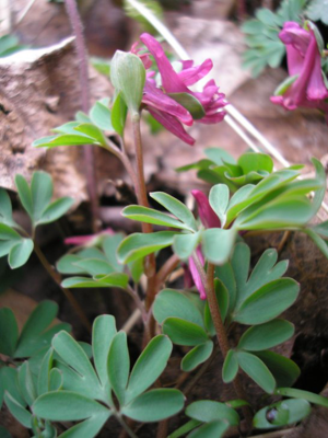 Corydalis intermedia1.jpg © Commons