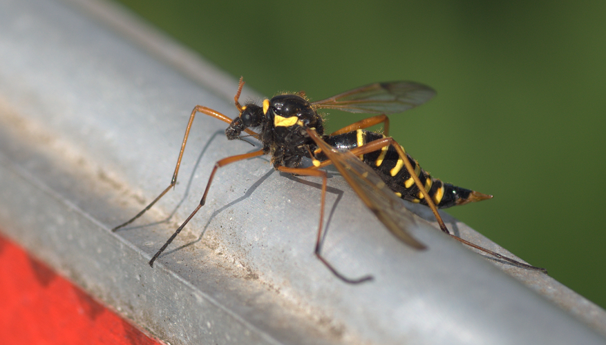 Ctenophora flaveolata (Fabricius, 1794) &copy; M.H.A. Nieuwenhuis