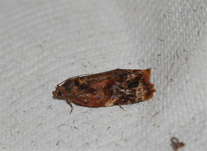 Ditula angustiorana (Haworth, 1811) &copy; Louis Westgeest