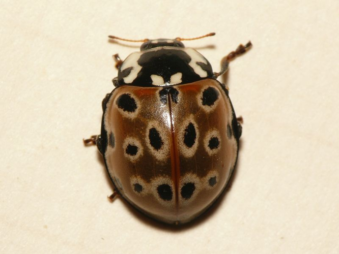 Anatis ocellata (Linnaeus, 1758) &copy; Dick Belgers