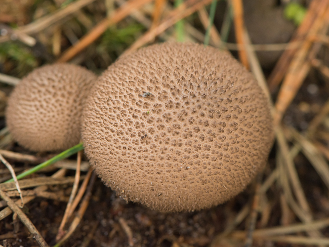 Lycoperdon umbrinum Pers., 1801 &copy; Wijnand van Buuren