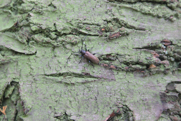 Anaesthetis testacea (Fabricius, 1781) &copy; Don-Alexander van Bergen