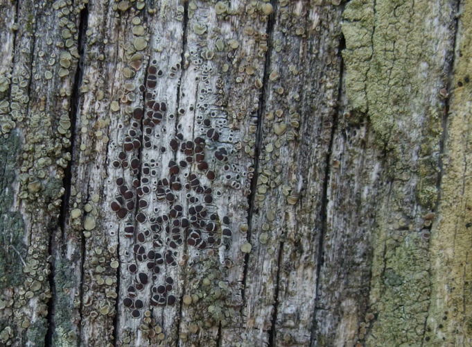 Lecanora pulicaris, DMS-9314446 &copy; Ditte Nan Hansen