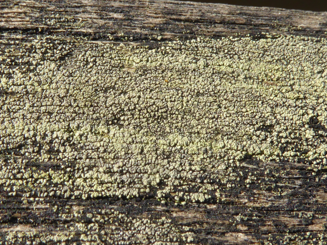 Trapeliopsis granulosa (Hoffm.) Lumbsch, 1983 &copy; Tjerk Nawijn