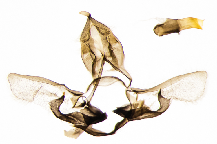 Eana argentana (Clerck, 1759) &copy; Steeman Chris