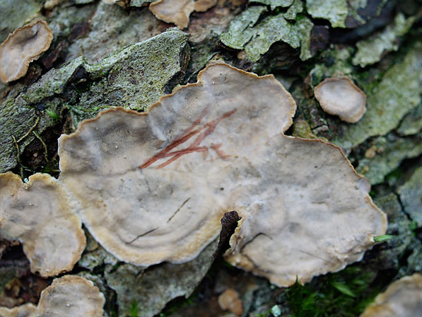 Stereum rugosum, JHP-08.282 &copy; MycoKey / Jens H. Petersen