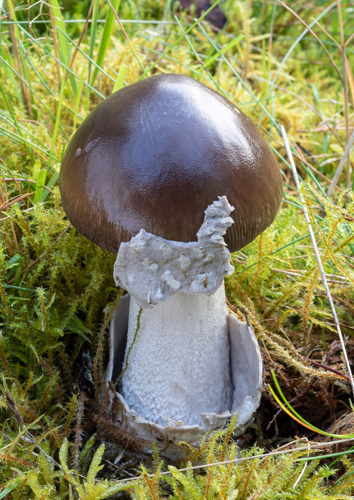 Amanita submembranacea, DMS-10046318 &copy; Jens H. Petersen