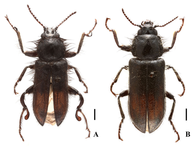 Enicopus ater (Fabricius, 1787) &copy; Miao J, Liu H, Tong J, Yang X, Yang Y