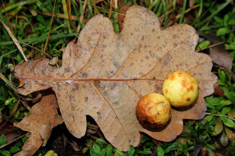 Cynips quercusfolii Linnaeus, 1758 &copy; Annemieke Hoozemans