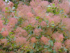 Cotinus coggygria5.jpg © Alexander Dunkel