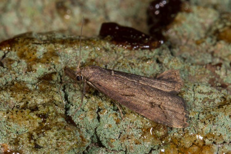 Schrankia costaestrigalis (Stephens, 1834) &copy; Sandra Lamberts