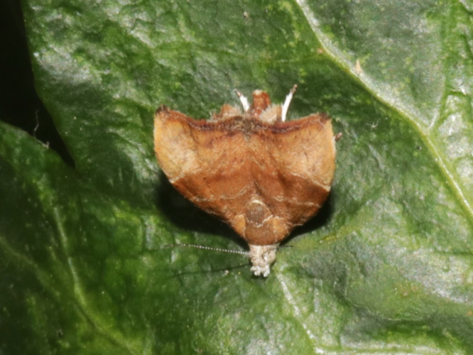 Choreutis nemorana (Hübner, 1799) &copy; Petra Fleurbaaij