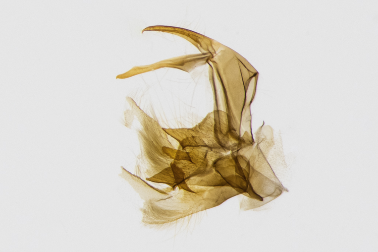 Catoptria permutatellus (Herrich-Schäffer, 1848) &copy; Steeman Chris