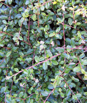 Cotoneaster horizontalis.JPG © Commons