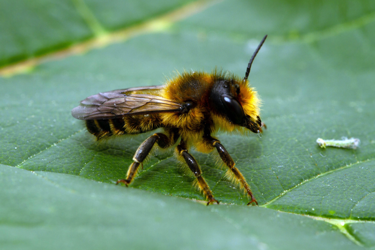 Megachile ligniseca (Kirby, 1802) &copy; John Smit