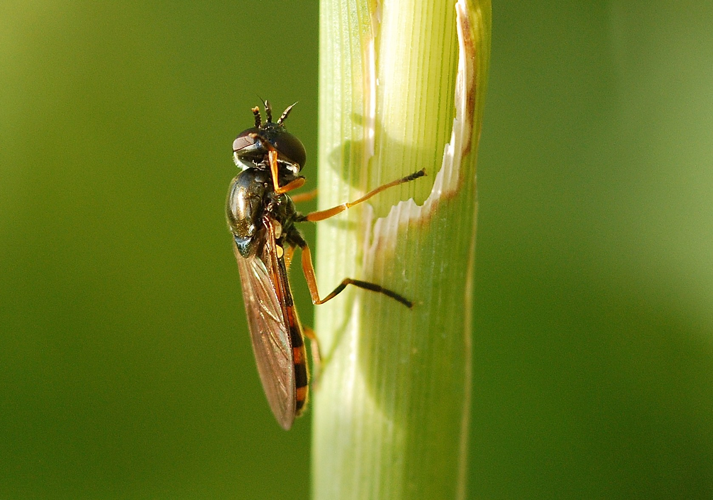 Pyrophaena granditarsa (Forster, 1771) &copy; Louis Westgeest