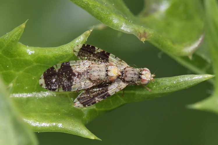 Tephritis formosa (Loew, 1844) &copy; Marijke Kanters