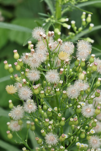 Erigeron canadensis L., 1753 &copy; Marijke Kanters