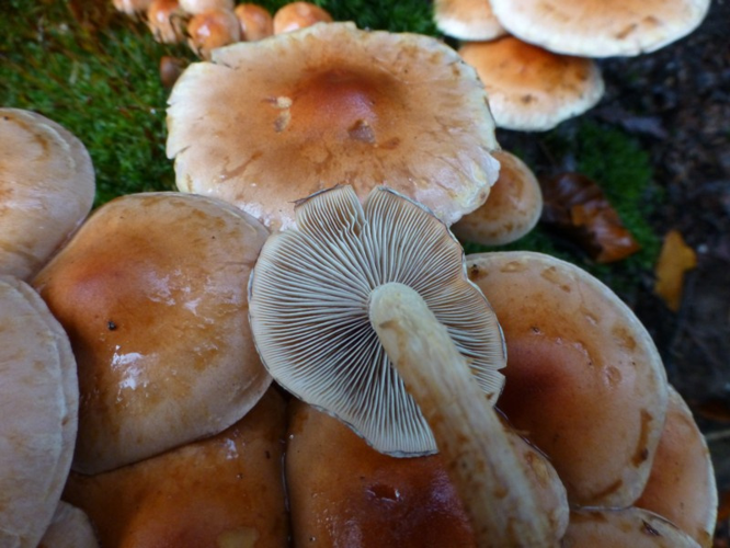 Hypholoma capnoides (Fr.) P.Kumm., 1871 &copy; Tjerk Nawijn
