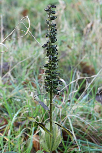 Epipactis helleborine subsp. helleborine (L.) Crantz, 1769 &copy; Annemieke Hoozemans