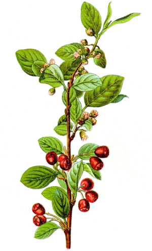 Cotoneaster integerrimus Sturm1.jpg © Johann Georg Sturm (Painter: Jacob Sturm)