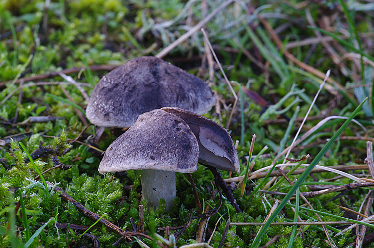 Tricholoma terreum (Schaeff.) P.Kumm., 1871 &copy; Hans Adema