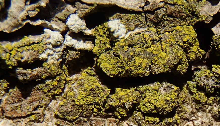 Candelariella reflexa, DMS-9192610 &copy; Terkel Arnfred