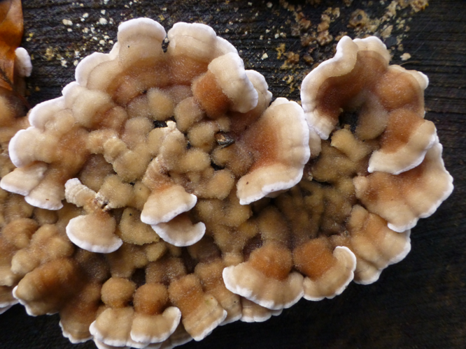 Chondrostereum purpureum (Pers.) Pouzar, 1959 &copy; Tjerk Nawijn