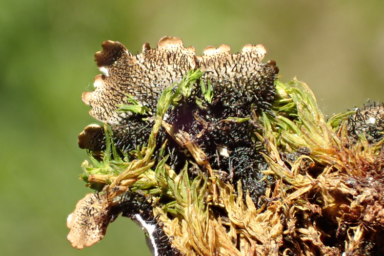 Parmelina pastillifera, DMS-10013021 &copy; Birgit Knudsen