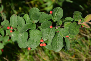 Cotoneaster tomentosus (8251095839).jpg © Radio Tonreg from Vienna, Austria