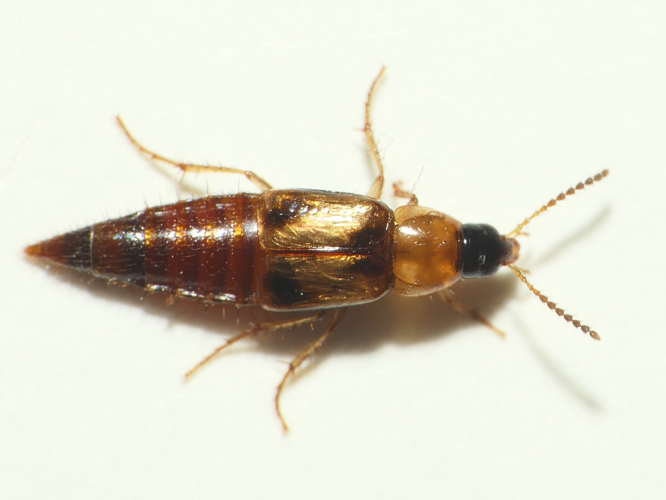 Lordithon trinotatus (Erichson, 1839) &copy; Dick Belgers