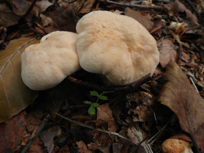 Hydnum repandum L., 1753 &copy; Tjerk Nawijn