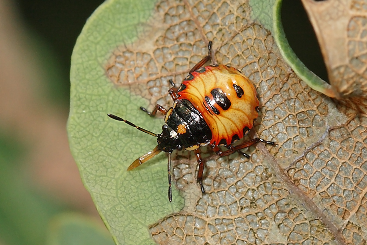 Arma custos (Fabricius, 1794) &copy; Marijke Kanters