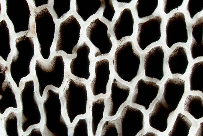 Strobilomyces strobilaceus, JHP-99.353 &copy; MycoKey / Jens H. Petersen