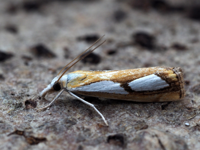 Catoptria pinella (Linnaeus, 1758) &copy; Henk van Woerden