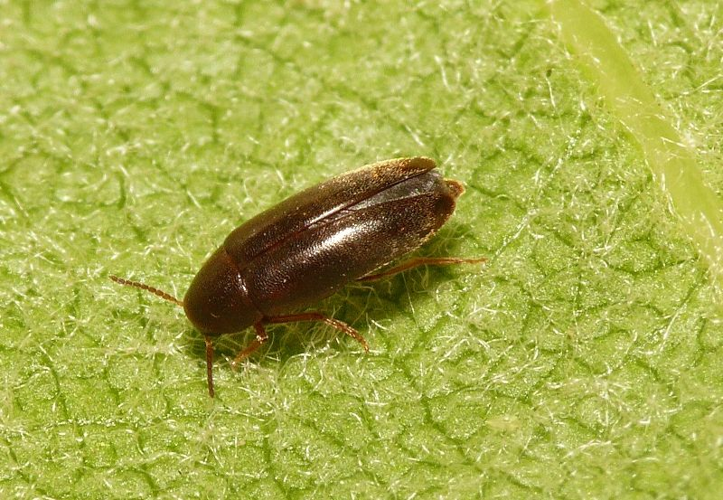 Anisoxya fuscula (Illiger, 1798) &copy; Dick Belgers